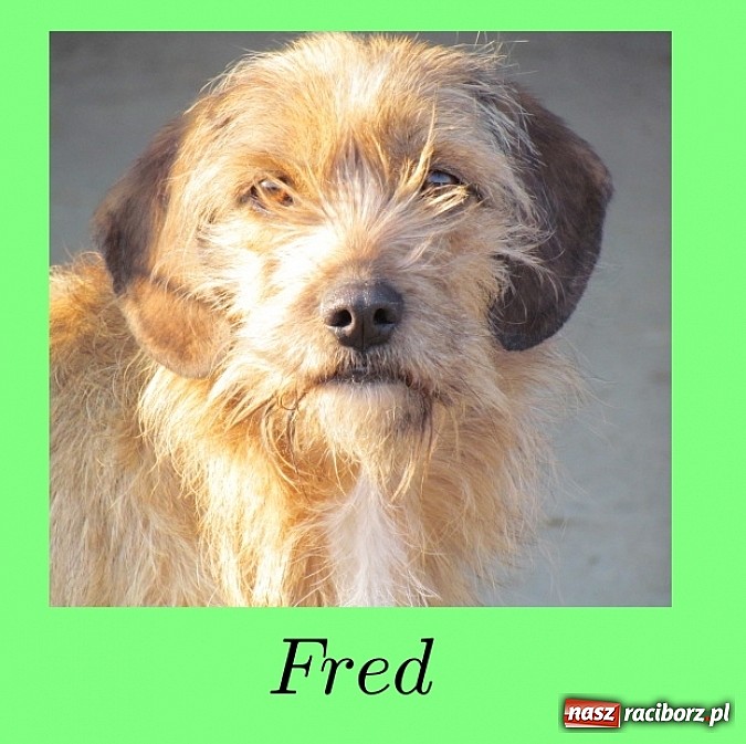 Zdjęcie w galerii na portalu naszraciborz.pl: Na ratunek czworonogom - Sprawdź jak pracują wolontariusze OTOZ Animals Racibórz wiadomości z regionu