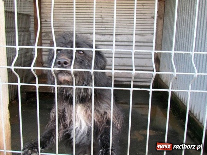 Zdjęcie w galerii na portalu naszraciborz.pl: Na ratunek czworonogom - Sprawdź jak pracują wolontariusze OTOZ Animals Racibórz wiadomości z regionu