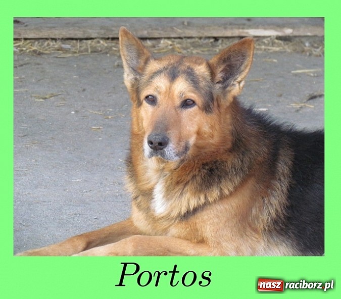 Zdjęcie w galerii na portalu naszraciborz.pl: Na ratunek czworonogom - Sprawdź jak pracują wolontariusze OTOZ Animals Racibórz wiadomości z regionu