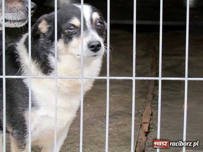 Zdjęcie w galerii na portalu naszraciborz.pl: Na ratunek czworonogom - Sprawdź jak pracują wolontariusze OTOZ Animals Racibórz wiadomości z regionu