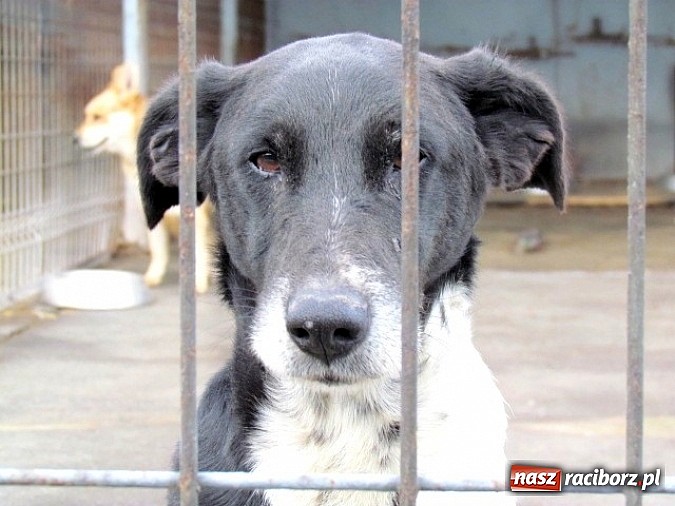 Zdjęcie w galerii na portalu naszraciborz.pl: Na ratunek czworonogom - Sprawdź jak pracują wolontariusze OTOZ Animals Racibórz wiadomości z regionu