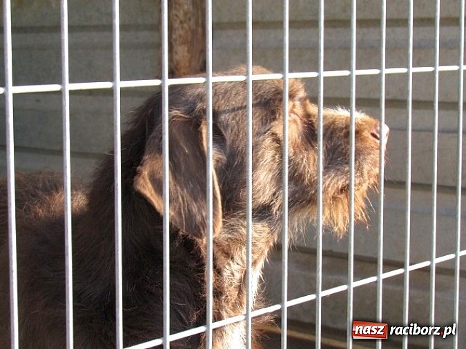 Zdjęcie w galerii na portalu naszraciborz.pl: Na ratunek czworonogom - Sprawdź jak pracują wolontariusze OTOZ Animals Racibórz wiadomości z regionu