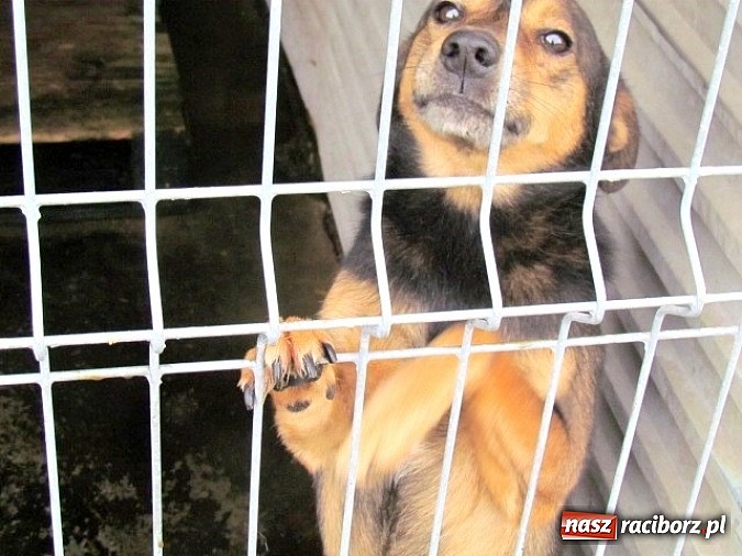 Zdjęcie w galerii na portalu naszraciborz.pl: Na ratunek czworonogom - Sprawdź jak pracują wolontariusze OTOZ Animals Racibórz wiadomości z regionu