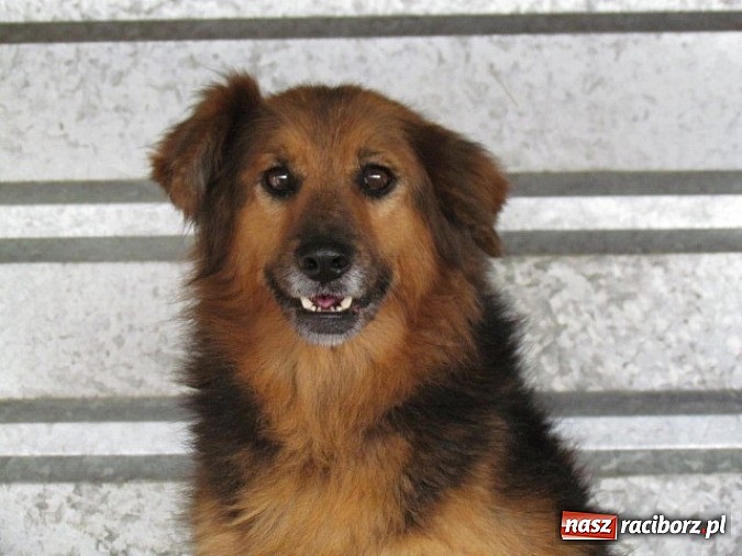 Zdjęcie w galerii na portalu naszraciborz.pl: Na ratunek czworonogom - Sprawdź jak pracują wolontariusze OTOZ Animals Racibórz wiadomości z regionu