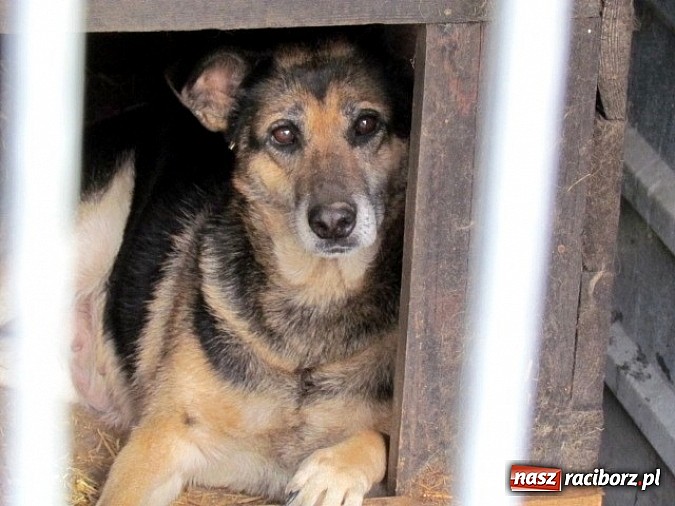 Zdjęcie w galerii na portalu naszraciborz.pl: Na ratunek czworonogom - Sprawdź jak pracują wolontariusze OTOZ Animals Racibórz wiadomości z regionu