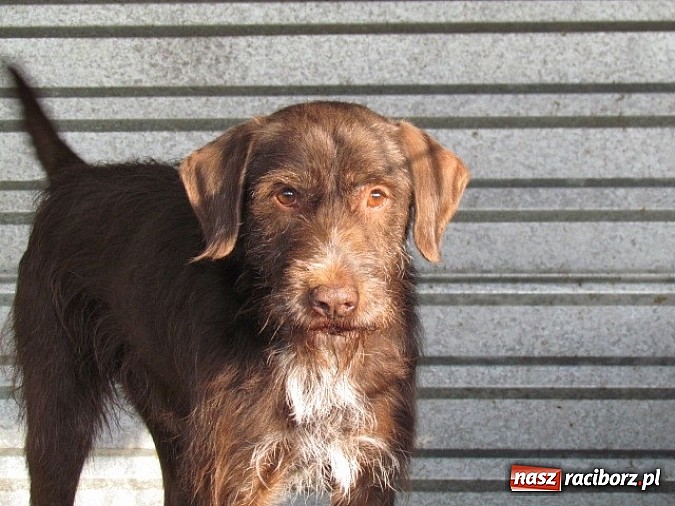 Zdjęcie w galerii na portalu naszraciborz.pl: Na ratunek czworonogom - Sprawdź jak pracują wolontariusze OTOZ Animals Racibórz wiadomości z regionu