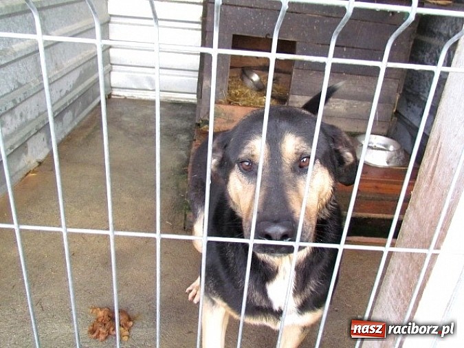 Zdjęcie w galerii na portalu naszraciborz.pl: Na ratunek czworonogom - Sprawdź jak pracują wolontariusze OTOZ Animals Racibórz wiadomości z regionu