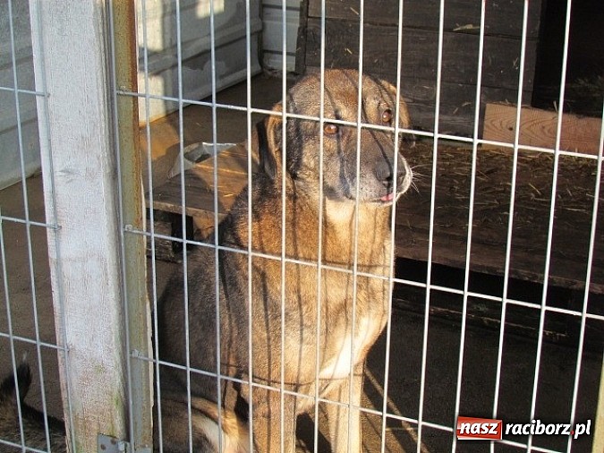 Zdjęcie w galerii na portalu naszraciborz.pl: Na ratunek czworonogom - Sprawdź jak pracują wolontariusze OTOZ Animals Racibórz wiadomości z regionu