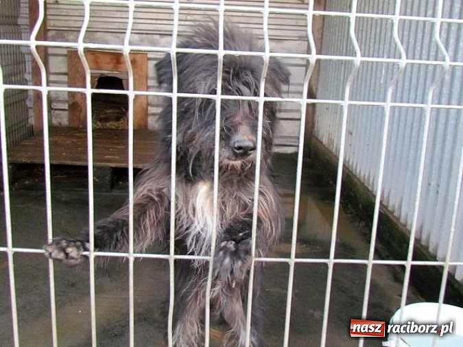 Zdjęcie w galerii na portalu naszraciborz.pl: Na ratunek czworonogom - Sprawdź jak pracują wolontariusze OTOZ Animals Racibórz wiadomości z regionu