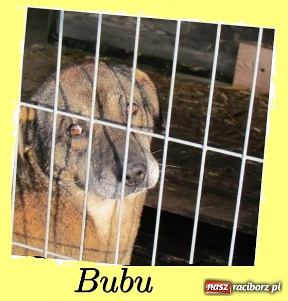 Zdjęcie w galerii na portalu naszraciborz.pl: Na ratunek czworonogom - Sprawdź jak pracują wolontariusze OTOZ Animals Racibórz wiadomości z regionu