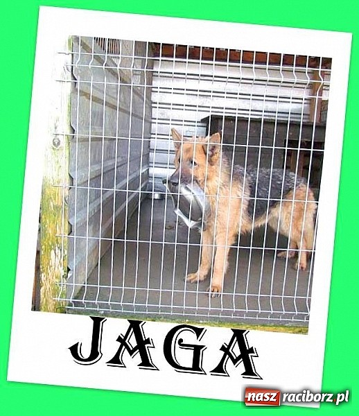 Zdjęcie w galerii na portalu naszraciborz.pl: Na ratunek czworonogom - Sprawdź jak pracują wolontariusze OTOZ Animals Racibórz wiadomości z regionu