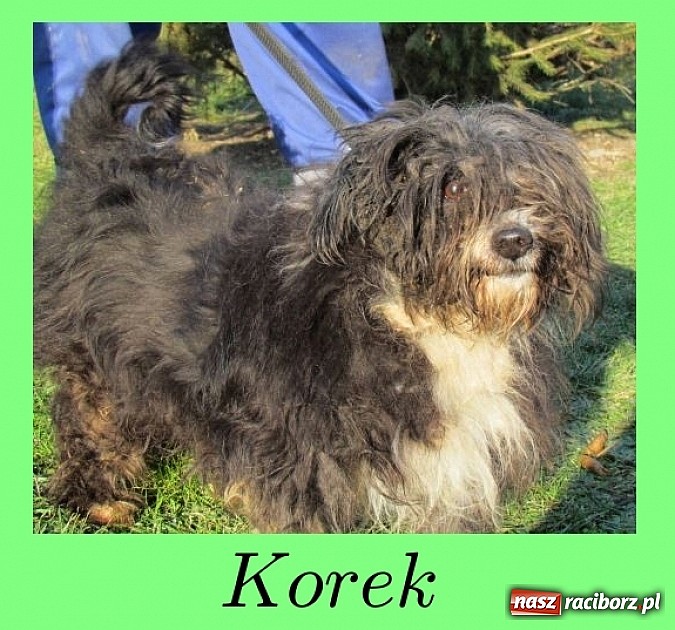 Zdjęcie w galerii na portalu naszraciborz.pl: Na ratunek czworonogom - Sprawdź jak pracują wolontariusze OTOZ Animals Racibórz wiadomości z regionu