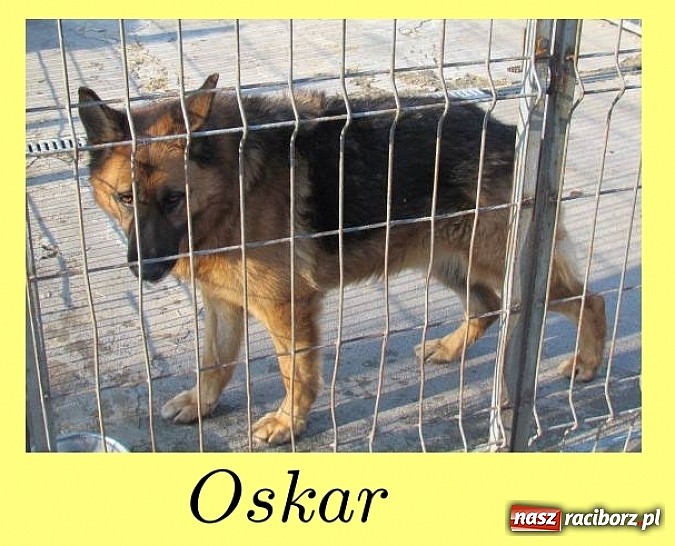 Zdjęcie w galerii na portalu naszraciborz.pl: Na ratunek czworonogom - Sprawdź jak pracują wolontariusze OTOZ Animals Racibórz wiadomości z regionu