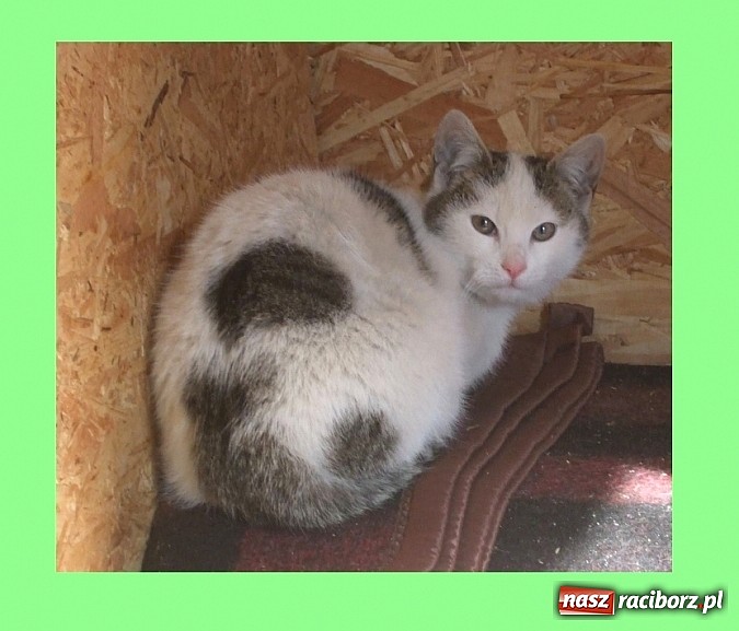 Zdjęcie w galerii na portalu naszraciborz.pl: Na ratunek czworonogom - Sprawdź jak pracują wolontariusze OTOZ Animals Racibórz wiadomości z regionu