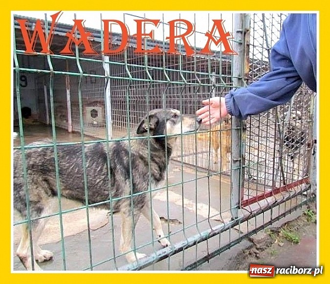 Zdjęcie w galerii na portalu naszraciborz.pl: Na ratunek czworonogom - Sprawdź jak pracują wolontariusze OTOZ Animals Racibórz wiadomości z regionu