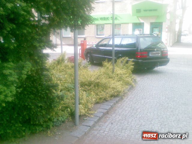 Zdjęcie w galerii na portalu naszraciborz.pl: KWIATKI z raciborskich parkingów wiadomości z regionu