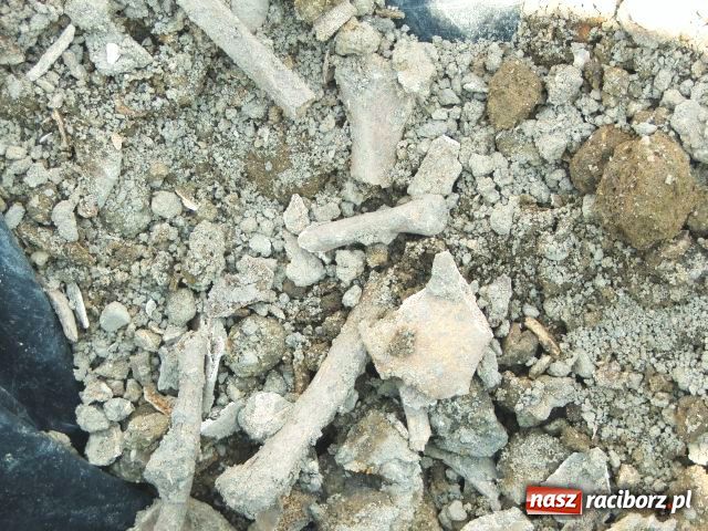 Zdjęcie w galerii na portalu naszraciborz.pl: W Brzeziu odkryto dół pełen kości wiadomości z regionu