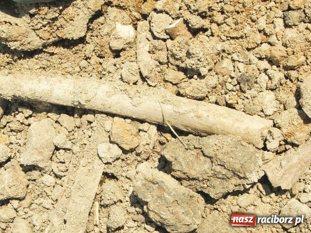 Zdjęcie w galerii na portalu naszraciborz.pl: W Brzeziu odkryto dół pełen kości wiadomości z regionu