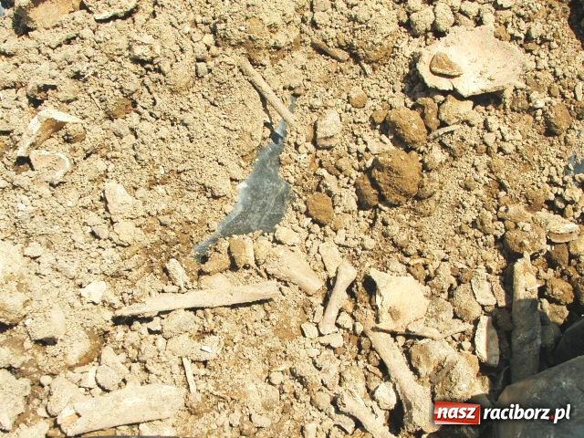 Zdjęcie w galerii na portalu naszraciborz.pl: W Brzeziu odkryto dół pełen kości wiadomości z regionu