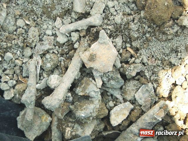 Zdjęcie w galerii na portalu naszraciborz.pl: W Brzeziu odkryto dół pełen kości wiadomości z regionu