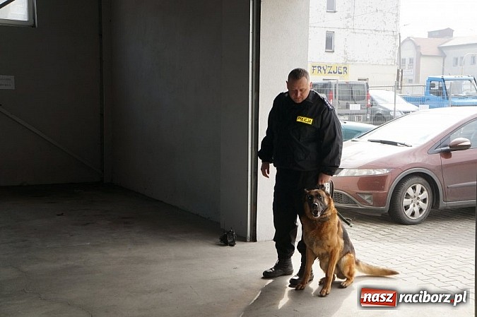 Zdjęcie w galerii na portalu naszraciborz.pl: Przewodnicy psów policyjnych szkolą się w Raciborzu  wiadomości z regionu