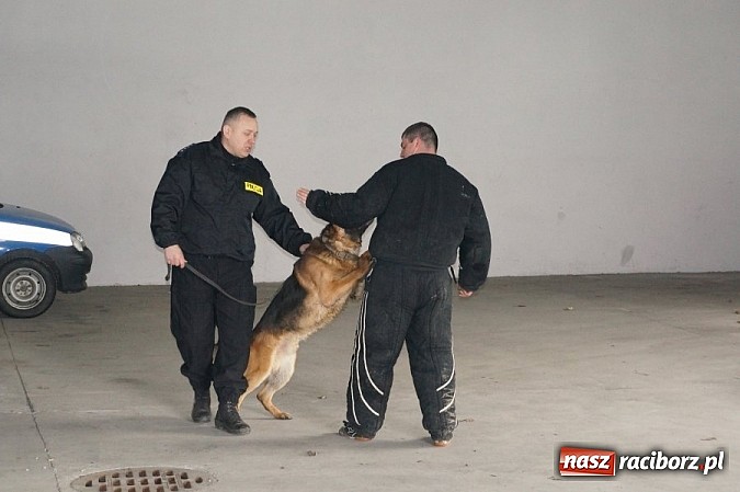 Zdjęcie w galerii na portalu naszraciborz.pl: Przewodnicy psów policyjnych szkolą się w Raciborzu  wiadomości z regionu