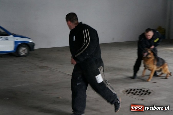 Zdjęcie w galerii na portalu naszraciborz.pl: Przewodnicy psów policyjnych szkolą się w Raciborzu  wiadomości z regionu