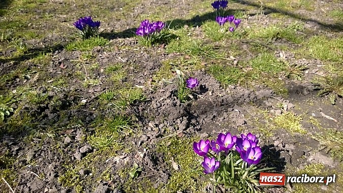 Zdjęcie w galerii na portalu naszraciborz.pl: Zima pakuje walizki. Jutro zaćmienie Słońca i pierwszy dzień astronomicznej wiosny wiadomości z regionu