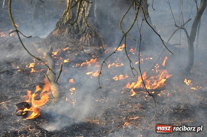 Zdjęcie w galerii na portalu naszraciborz.pl: Groźny pożar lasu w Kuźni Raciborskiej. Czternaście zastępów straży pożarnej w akcji! wiadomości z regionu