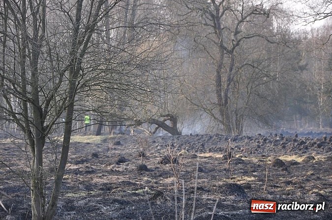 Zdjęcie w galerii na portalu naszraciborz.pl: Groźny pożar lasu w Kuźni Raciborskiej. Czternaście zastępów straży pożarnej w akcji! wiadomości z regionu