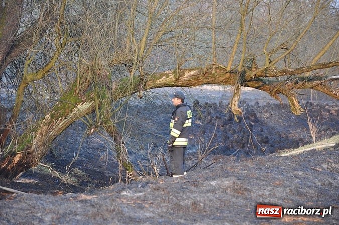 Zdjęcie w galerii na portalu naszraciborz.pl: Groźny pożar lasu w Kuźni Raciborskiej. Czternaście zastępów straży pożarnej w akcji! wiadomości z regionu