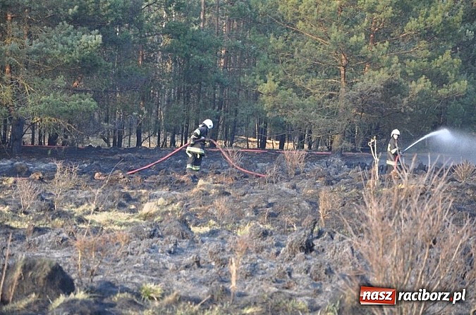 Zdjęcie w galerii na portalu naszraciborz.pl: Groźny pożar lasu w Kuźni Raciborskiej. Czternaście zastępów straży pożarnej w akcji! wiadomości z regionu