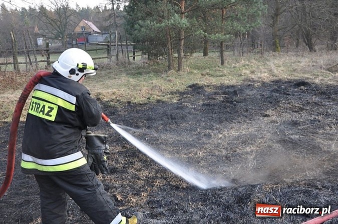 Zdjęcie w galerii na portalu naszraciborz.pl: Groźny pożar lasu w Kuźni Raciborskiej. Czternaście zastępów straży pożarnej w akcji! wiadomości z regionu