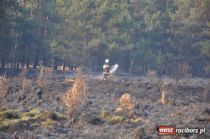 Zdjęcie w galerii na portalu naszraciborz.pl: Groźny pożar lasu w Kuźni Raciborskiej. Czternaście zastępów straży pożarnej w akcji! wiadomości z regionu