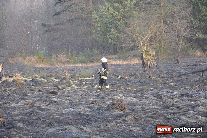 Zdjęcie w galerii na portalu naszraciborz.pl: Groźny pożar lasu w Kuźni Raciborskiej. Czternaście zastępów straży pożarnej w akcji! wiadomości z regionu