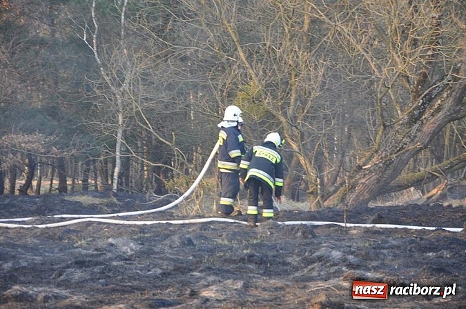 Zdjęcie w galerii na portalu naszraciborz.pl: Groźny pożar lasu w Kuźni Raciborskiej. Czternaście zastępów straży pożarnej w akcji! wiadomości z regionu