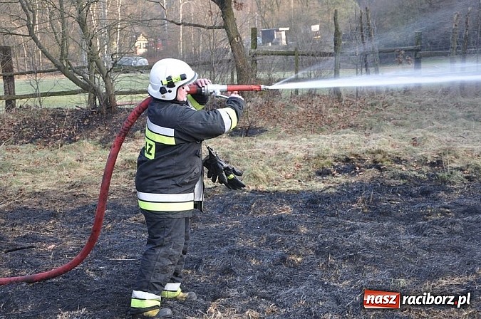 Zdjęcie w galerii na portalu naszraciborz.pl: Groźny pożar lasu w Kuźni Raciborskiej. Czternaście zastępów straży pożarnej w akcji! wiadomości z regionu