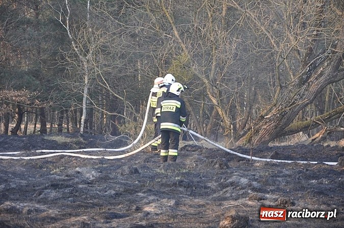 Zdjęcie w galerii na portalu naszraciborz.pl: Groźny pożar lasu w Kuźni Raciborskiej. Czternaście zastępów straży pożarnej w akcji! wiadomości z regionu
