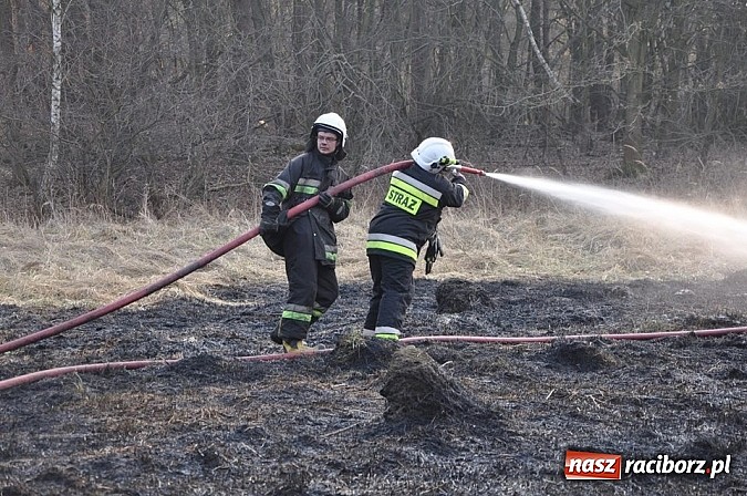 Zdjęcie w galerii na portalu naszraciborz.pl: Groźny pożar lasu w Kuźni Raciborskiej. Czternaście zastępów straży pożarnej w akcji! wiadomości z regionu