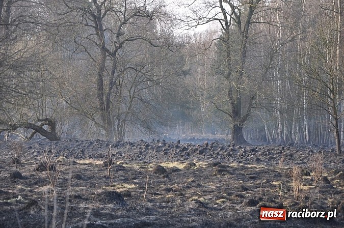 Zdjęcie w galerii na portalu naszraciborz.pl: Groźny pożar lasu w Kuźni Raciborskiej. Czternaście zastępów straży pożarnej w akcji! wiadomości z regionu