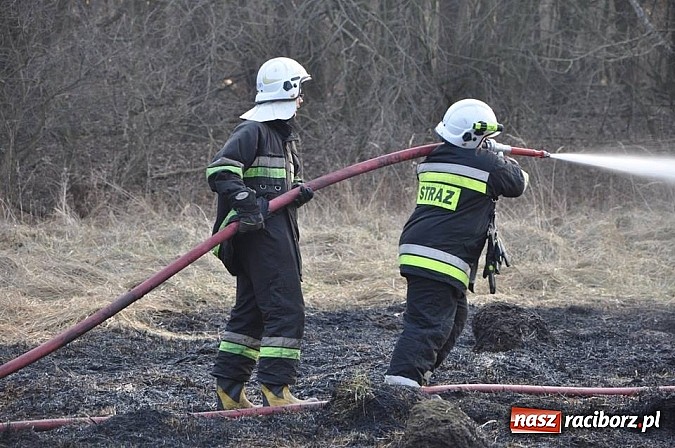 Zdjęcie w galerii na portalu naszraciborz.pl: Groźny pożar lasu w Kuźni Raciborskiej. Czternaście zastępów straży pożarnej w akcji! wiadomości z regionu