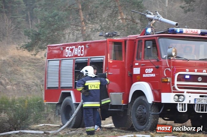Zdjęcie w galerii na portalu naszraciborz.pl: Groźny pożar lasu w Kuźni Raciborskiej. Czternaście zastępów straży pożarnej w akcji! wiadomości z regionu