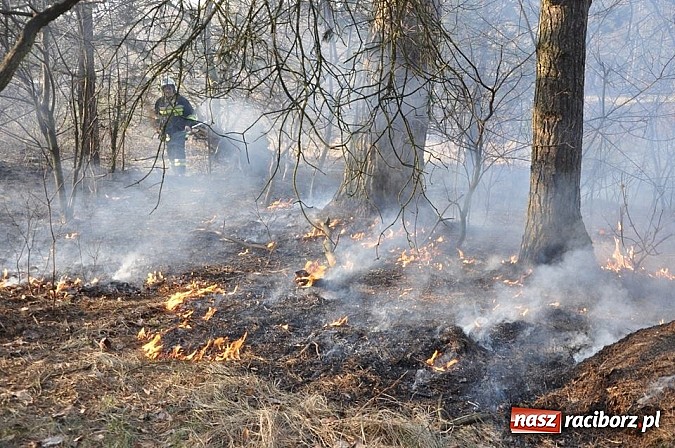 Zdjęcie w galerii na portalu naszraciborz.pl: Groźny pożar lasu w Kuźni Raciborskiej. Czternaście zastępów straży pożarnej w akcji! wiadomości z regionu