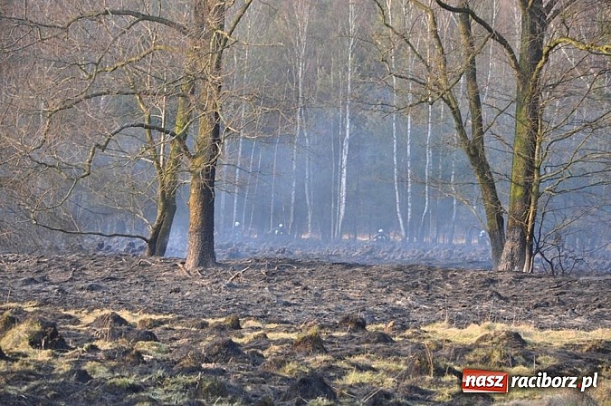 Zdjęcie w galerii na portalu naszraciborz.pl: Groźny pożar lasu w Kuźni Raciborskiej. Czternaście zastępów straży pożarnej w akcji! wiadomości z regionu