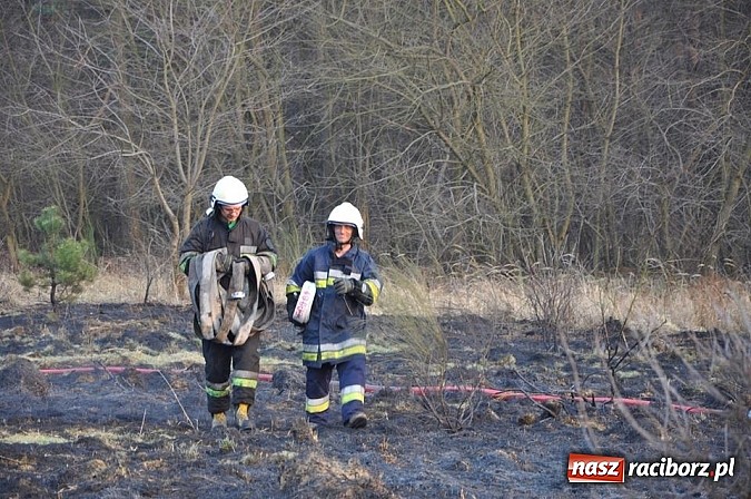 Zdjęcie w galerii na portalu naszraciborz.pl: Groźny pożar lasu w Kuźni Raciborskiej. Czternaście zastępów straży pożarnej w akcji! wiadomości z regionu
