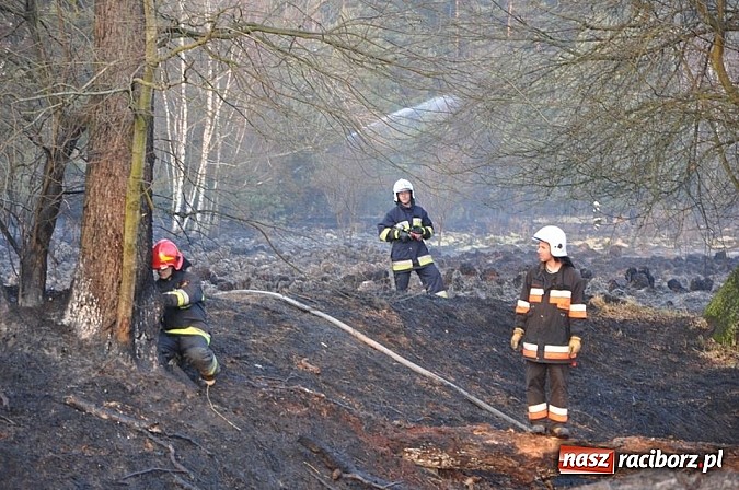 Zdjęcie w galerii na portalu naszraciborz.pl: Groźny pożar lasu w Kuźni Raciborskiej. Czternaście zastępów straży pożarnej w akcji! wiadomości z regionu