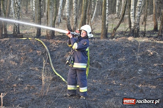 Zdjęcie w galerii na portalu naszraciborz.pl: Groźny pożar lasu w Kuźni Raciborskiej. Czternaście zastępów straży pożarnej w akcji! wiadomości z regionu
