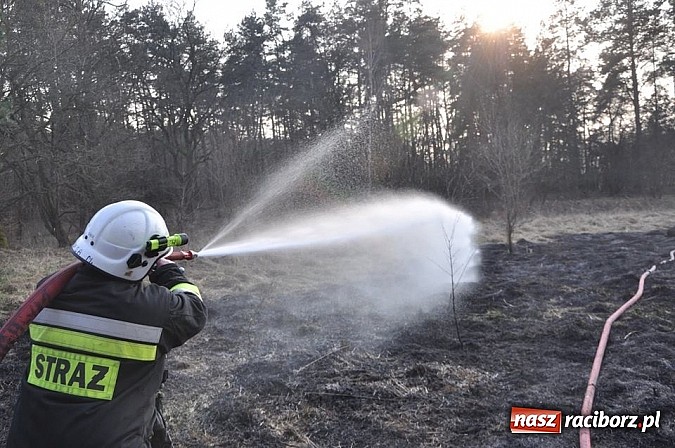 Zdjęcie w galerii na portalu naszraciborz.pl: Groźny pożar lasu w Kuźni Raciborskiej. Czternaście zastępów straży pożarnej w akcji! wiadomości z regionu