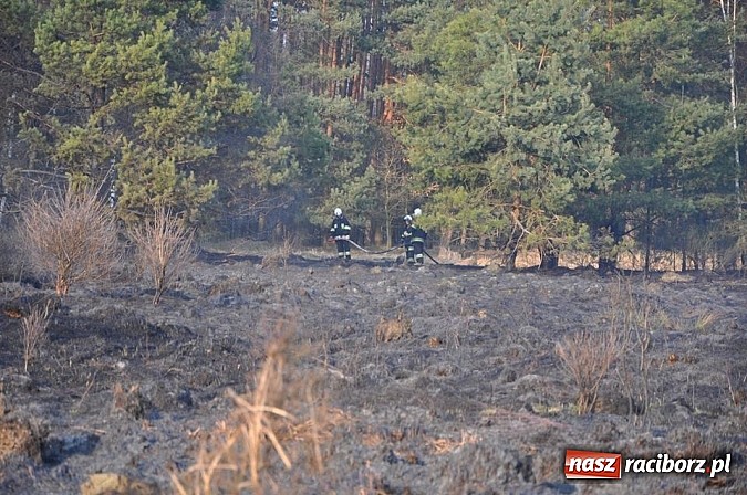 Zdjęcie w galerii na portalu naszraciborz.pl: Groźny pożar lasu w Kuźni Raciborskiej. Czternaście zastępów straży pożarnej w akcji! wiadomości z regionu