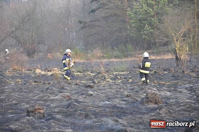 Zdjęcie w galerii na portalu naszraciborz.pl: Groźny pożar lasu w Kuźni Raciborskiej. Czternaście zastępów straży pożarnej w akcji! wiadomości z regionu